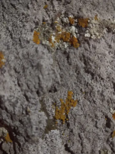 Lasca de pedra líquens prata e amarelo terrário vivário aquafish...