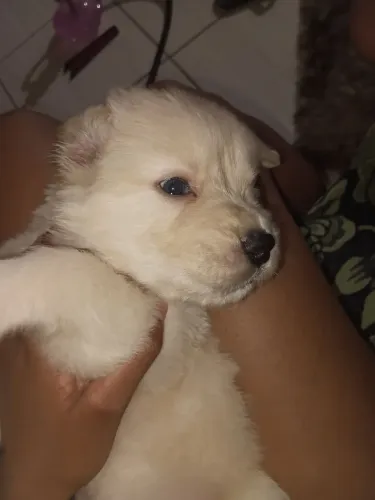 Golden retriver macho puro