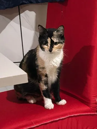 Doação de gato