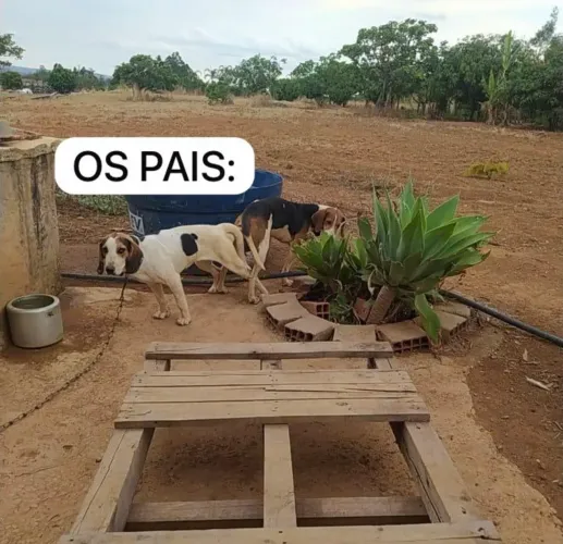 Caçador Americano 6 meses e 2 dias