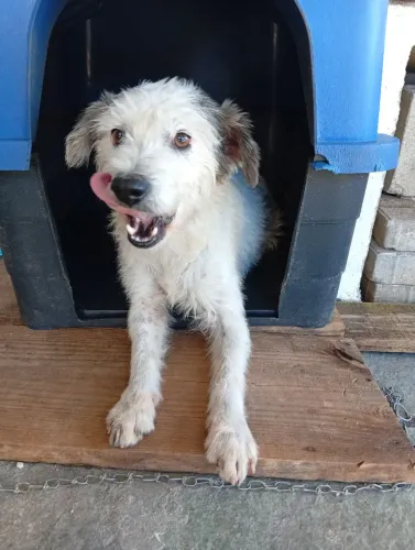 Lindo cachorrinho de porte médio (14kg) que atende pelo nome de Bingo. 
