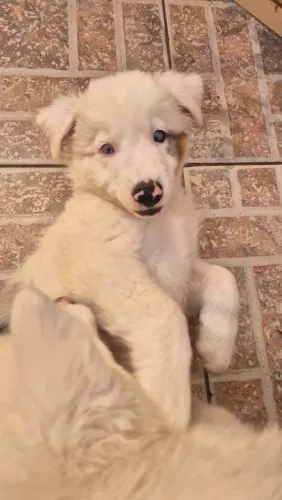 Boder collie macho (Leia o anúncio)
