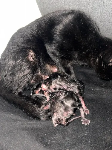 Gatinhas para doação