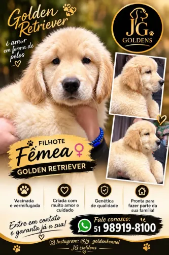 Linda filhote de Golden Retriever.