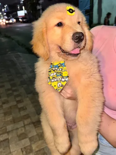 FILHOTE GOLDEN RETRIVER