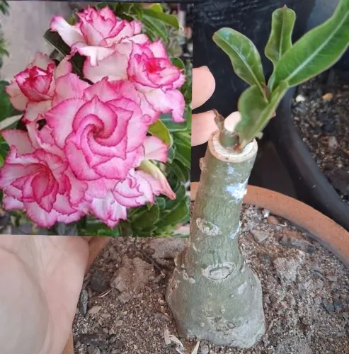 Rosa do deserto multipetalas buque 