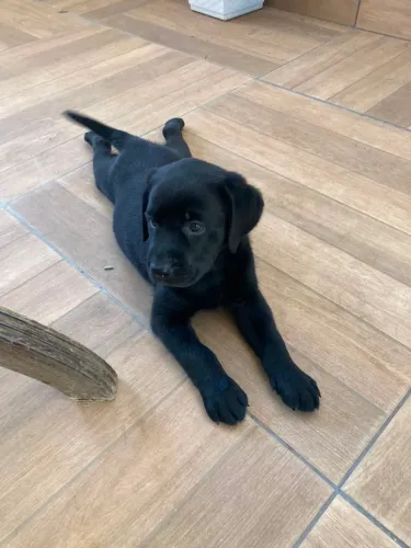 Vendo filhote de labrador fêmea