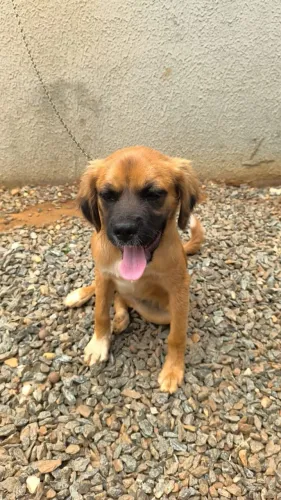 Doação cachorro macho