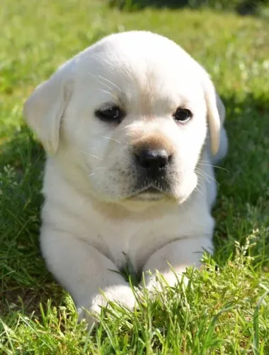 Labrador Retriever "Toda família merece um Labrador."