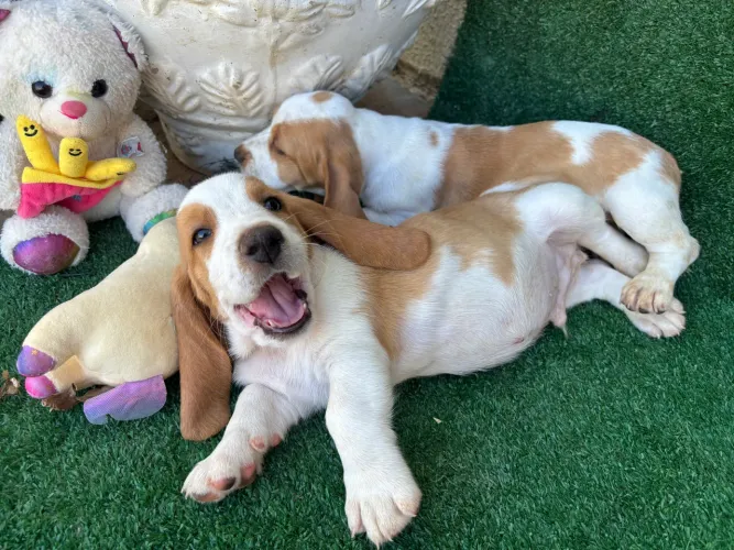 Basset hound babys