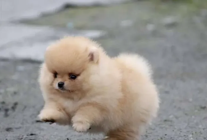 SpitZ alemão Um cachorrinho cheio de vida esperando um novo lar