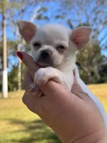 Chihuahua branquinha e orelhinhas levantadas 