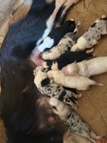 Border collie com pedigree CBKC / filhote puro