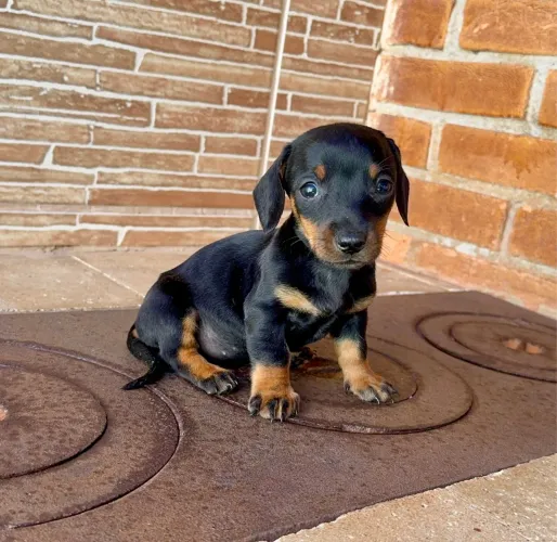 Daschund mini filhotes a venda 