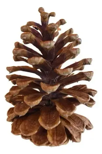 Kit 100 Pinhas Naturais para Decoração de Natal, Guirlanda e Artesanato