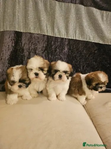 Baby shih tzu/shitzu saudável com pelagem densa e linhagem selecionada
