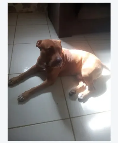 Doação responsavel de pitibul
