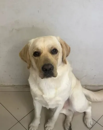 Labrador retriever