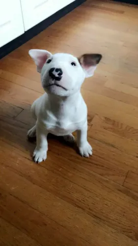 Filhote Bull Terrier Macho De Beleza Marcante