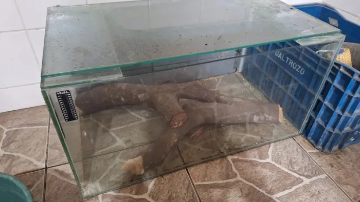 Doação de aquário de vidro