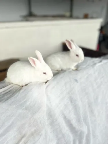 Vendo coelhos filhotes