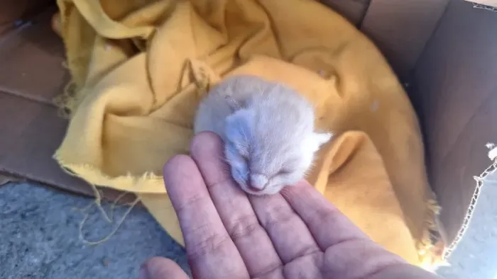 doação de filhote de gato
