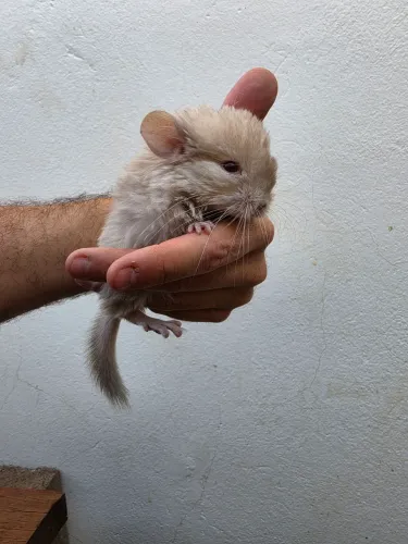 FILHOTE DE CHINCHILA