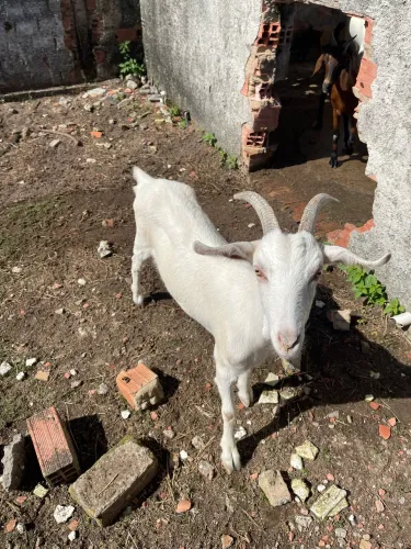 Vendo trisal, 1 bode e 2 cabras de raça