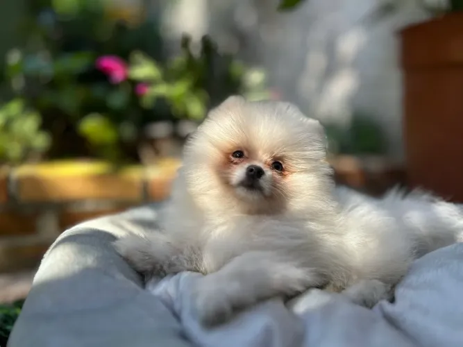 Spitz Alemão Com Pedigree 12x no cartão