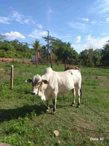 Uma vaca uma garrote uma novilha e dois bezerros