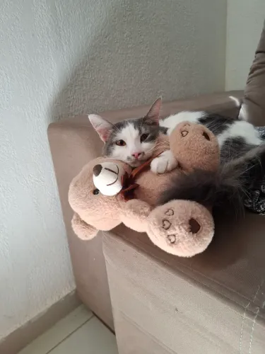 Gatinha para doação