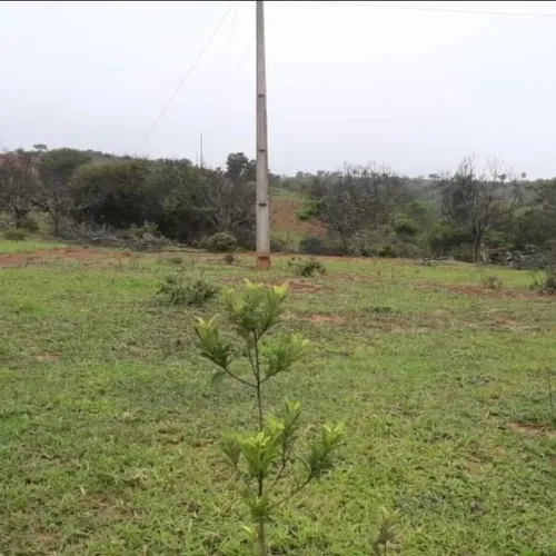 Fazenda sentindo campo florido
