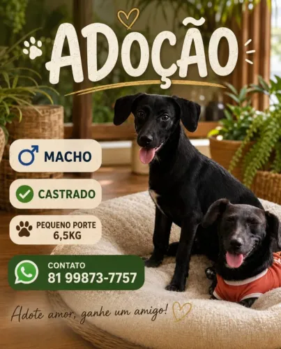 Cachorrinho para adoção