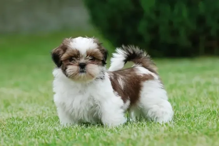 shitzu mini