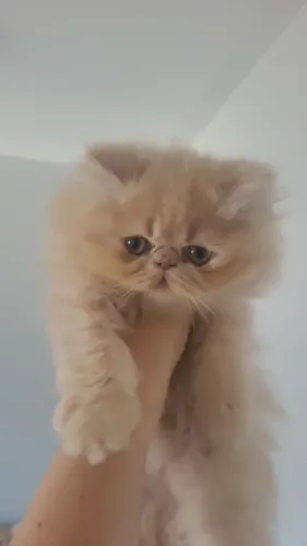 Gato Persa Filhote