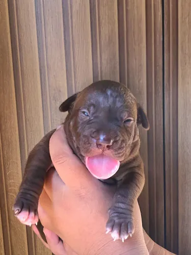 Filhote Pitbull 