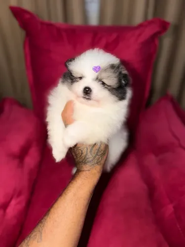 Spitz alemão anão