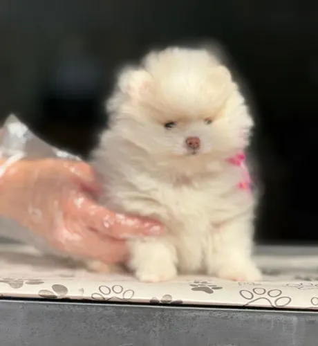 Lulu da Pomerânia Lindíssimo - Filhotes Disponíveis