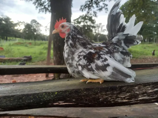 Frangos nagasaki para venda