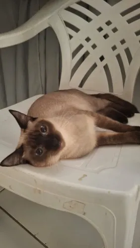 Adoção Gata Siamês 8 meses