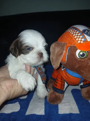 Shih tzu machos pra reserva