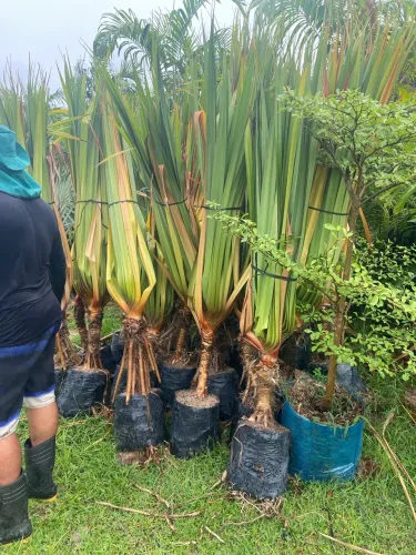 Palmeira Pandanus 