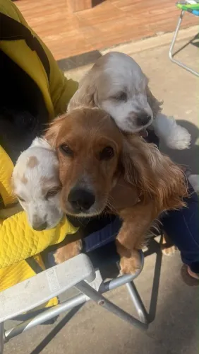 Filhote Cocker spaniel, Lambidas garantidas e felicidade sem fim!