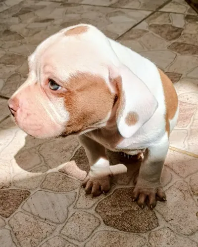 PROMOÇÃO R$1200,00 LINDO Filhote MACHO de American Bully POCKET