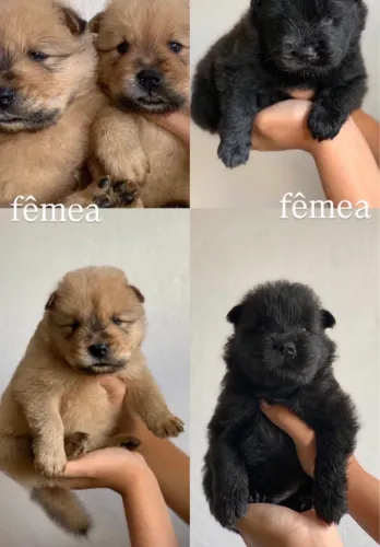 Filhotes de chow chow disponível