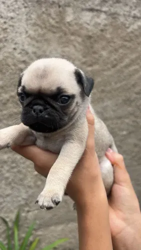 Vende se filhote de Pug . 