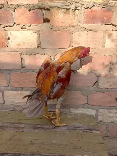 Frango carioca shamo