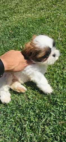 Filhote shih-tzu 100% puros