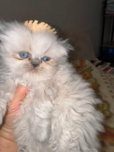 Machinho lindo Himalaio