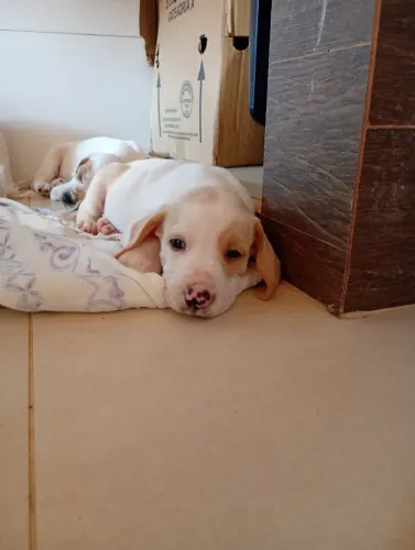 Vendo filhote de Beagle Harrier